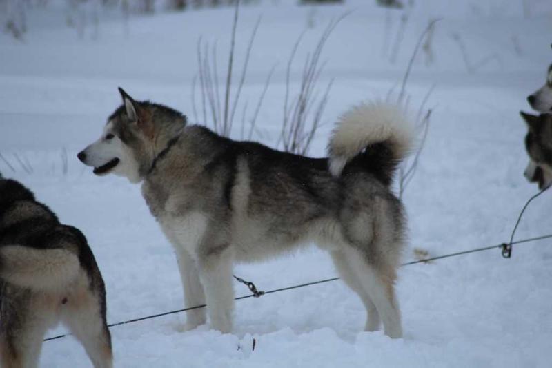 Neatut R-Tic Yukon | Alaskan Malamute 