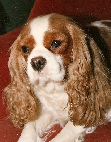 Nicolette V H Lamslag | Cavalier King Charles Spaniel 