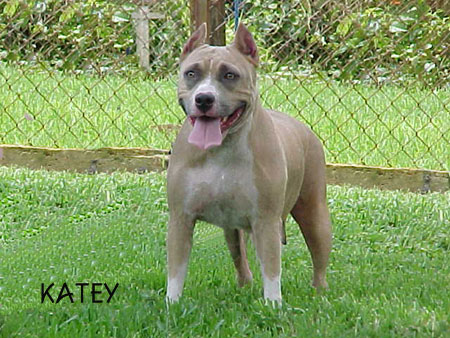 Showstyle's Glamour Girl of BRK | American Pit Bull Terrier 