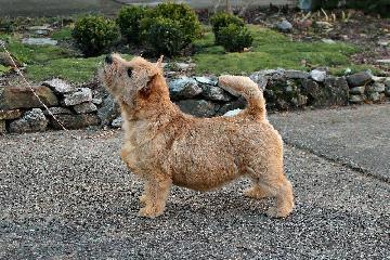 Brait Nouz Ai Am Special For You | Norwich Terrier 