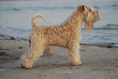 Extra's Esquire | Soft Coated Wheaten Terrier 