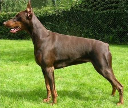 Knyazhna De Grande Vinko | Brown Doberman Pinscher