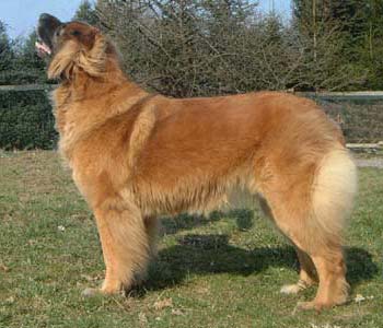 Skjaergaardens New Hope ( | Leonberger 