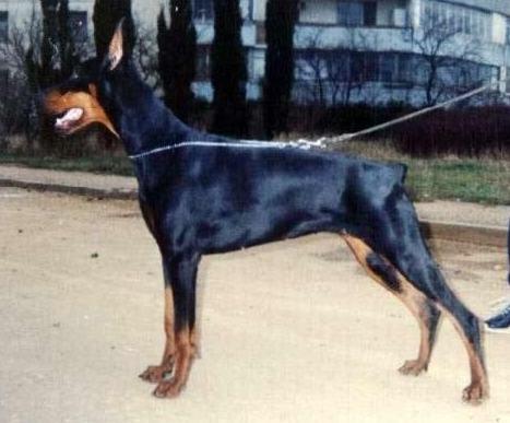 Grafinya Shnupse De Vinko | Black Doberman Pinscher