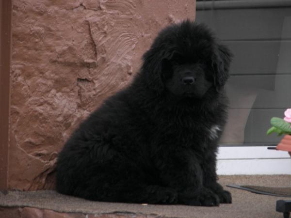 Gauner von der Wässernach | Newfoundland 