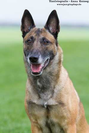 Independent Spirit's Ashanti | Belgian Malinois 