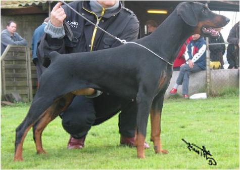 Judifax Raja Guna | Black Doberman Pinscher