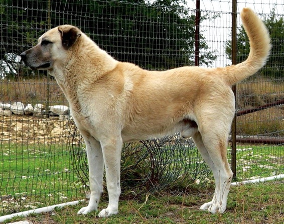 Lucky Hit Shadow Kasif | Anatolian Shepherd Dog 