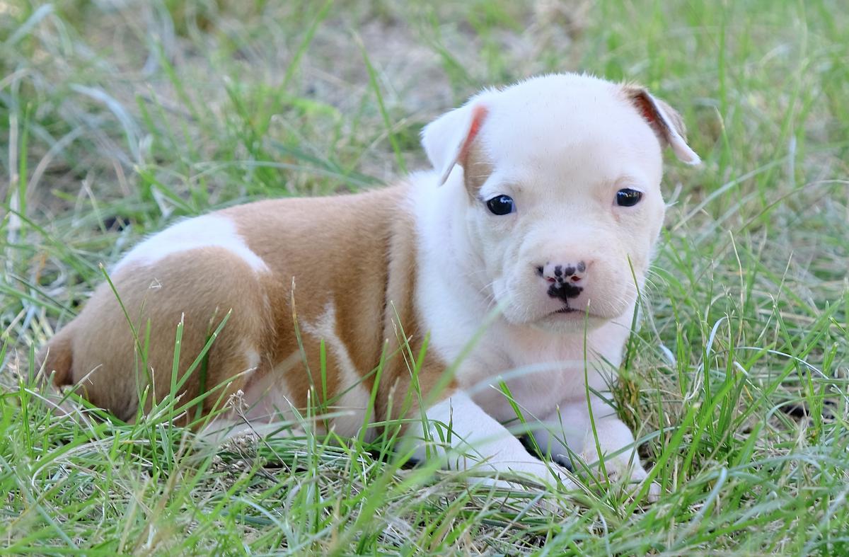 Edward Strider in Diversity | American Staffordshire Terrier 