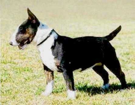 Schardale Ms blackpepper | Miniature Bull Terrier 