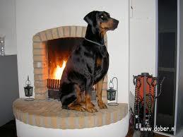 Judifax Rifka Ere Roanka | Black Doberman Pinscher