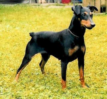 ADEL Dark Diamette | German Pinscher 