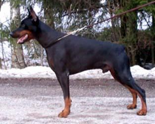 Ri Palladium Galliano | Black Doberman Pinscher