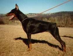 Atlanta v. Karpatia | Black Doberman Pinscher