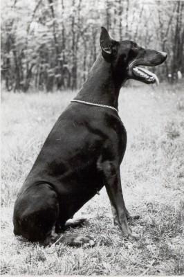 Shifra Sabba v. Diaspora | Black Doberman Pinscher