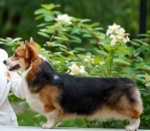 Ailei Britannia | Pembroke Welsh Corgi 