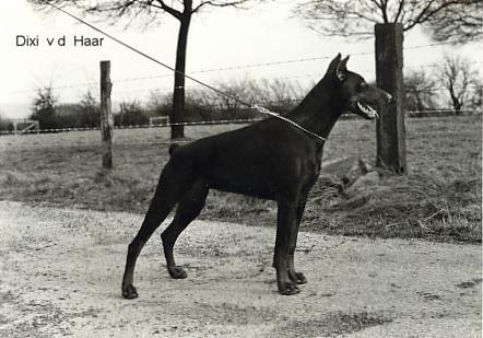 Dixi v.d. Haar | Brown Doberman Pinscher