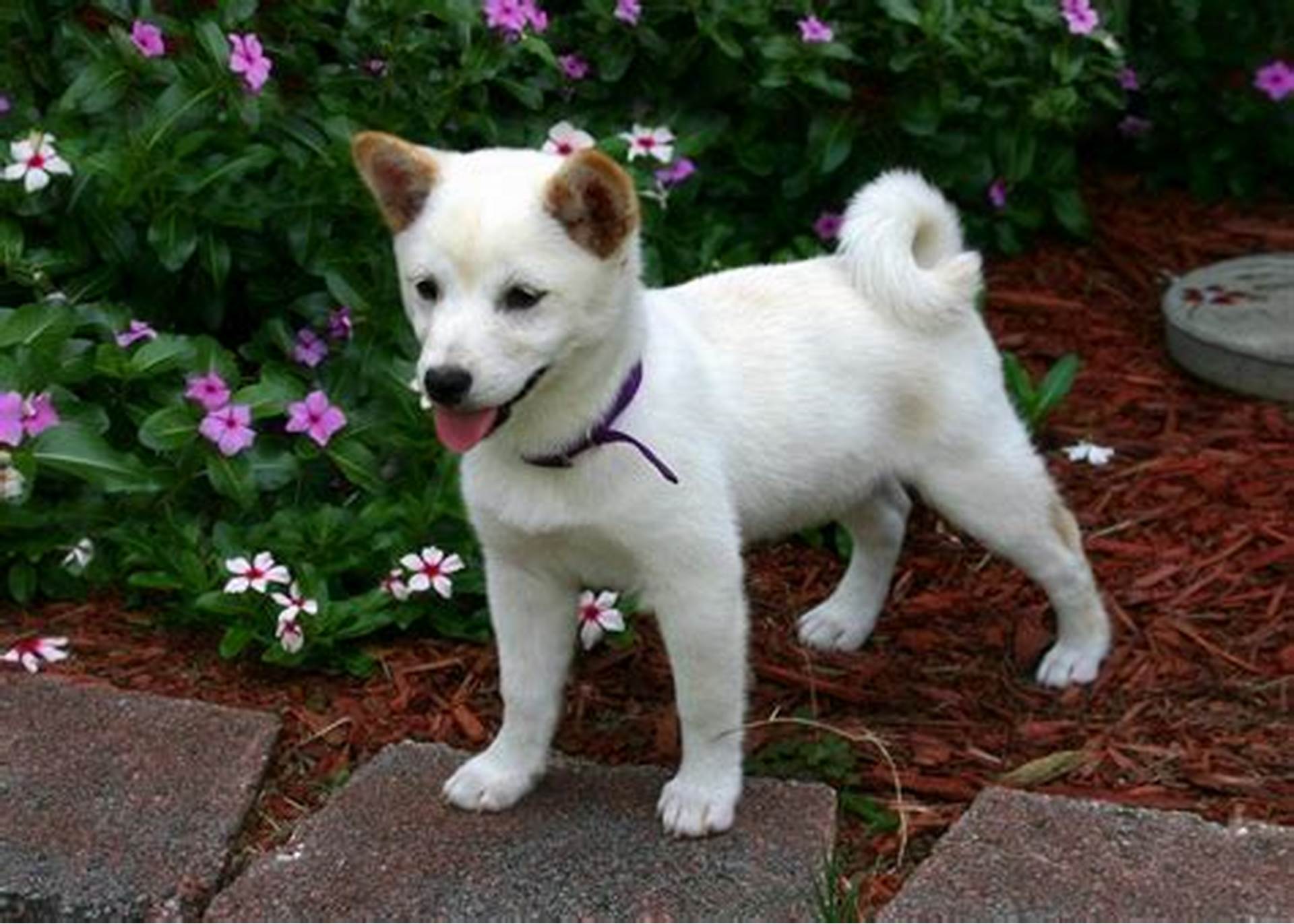 Kishu Ken