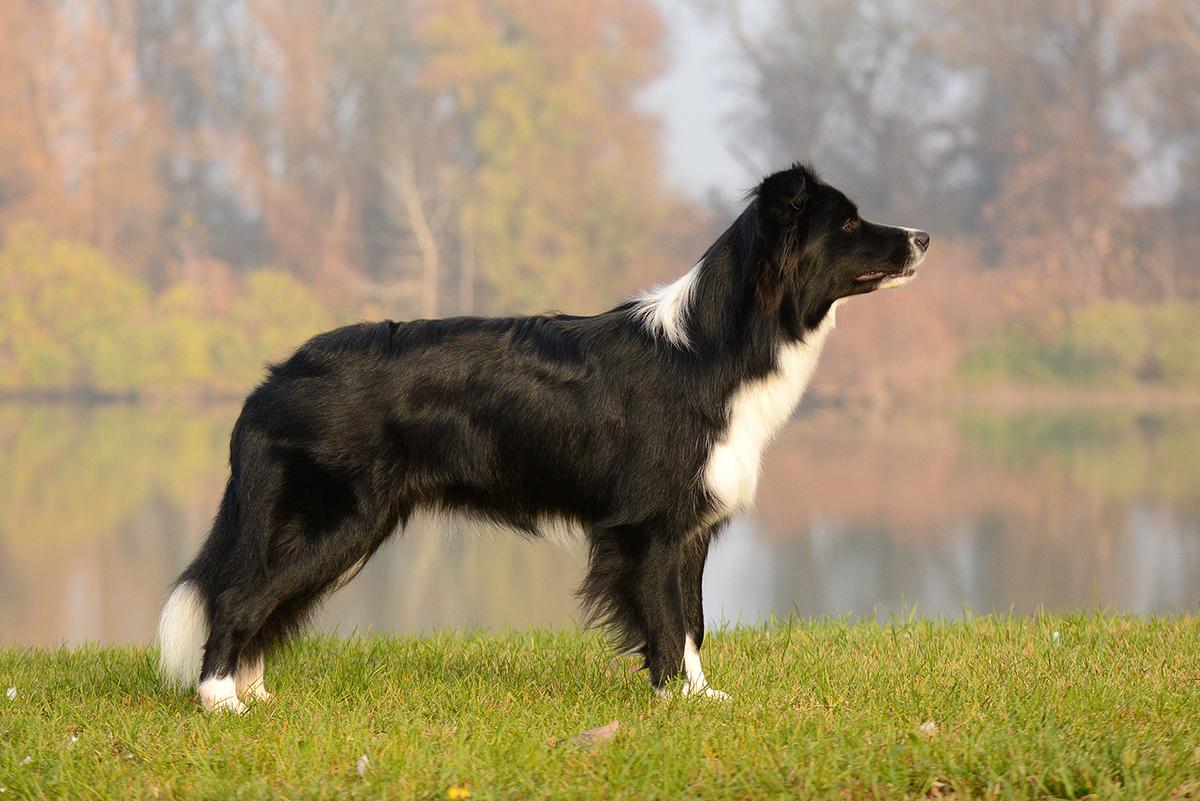 Mo Anam Cara of Bordertreowe | Border Collie 