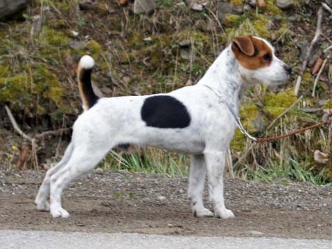 Conquest Dash | Jack Russell Terrier 