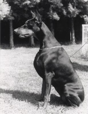 Enny di Stefusto | Black Doberman Pinscher