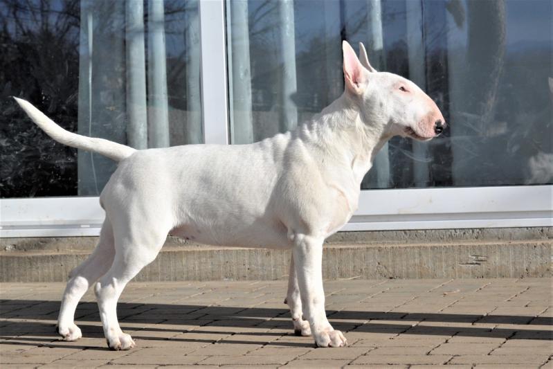 Electric Bull's Criminal Mind | Bull Terrier 