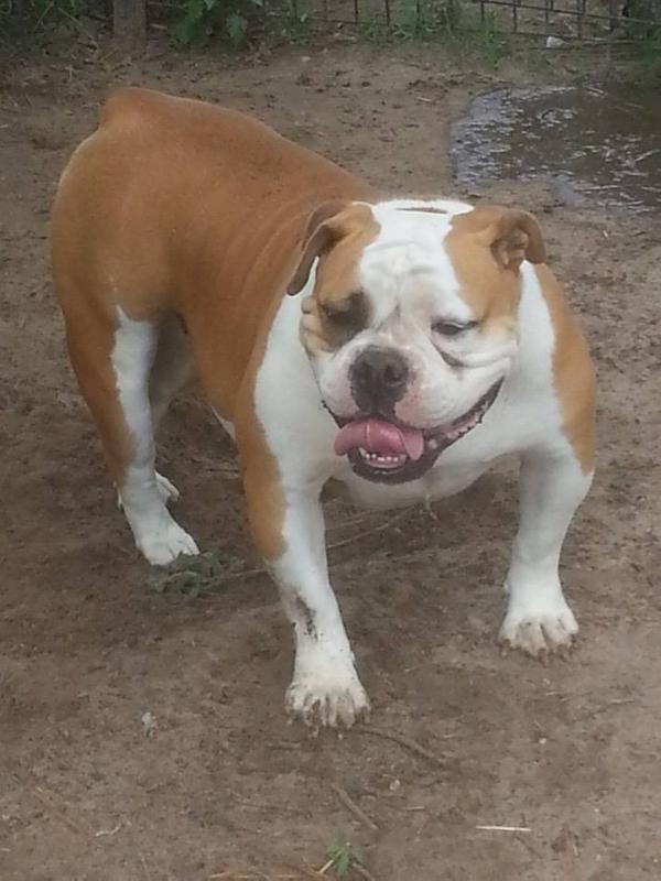 BuffaloCreek's Apache Sky | Olde English Bulldogge 