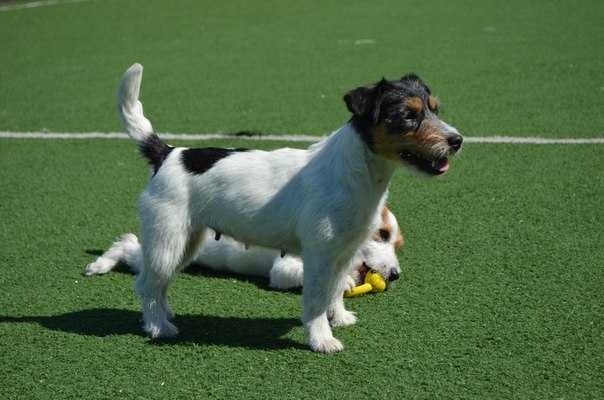 TIMBERJACK BAYBA BITL FOR MARSI MAY | Jack Russell Terrier 