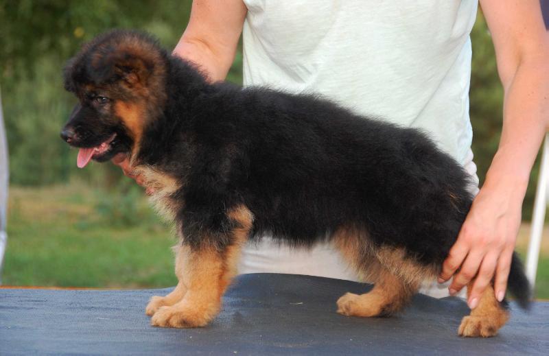 Precious di Fosco Aidas | German Shepherd Dog 