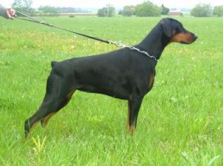 Aritaur Hermione | Black Doberman Pinscher