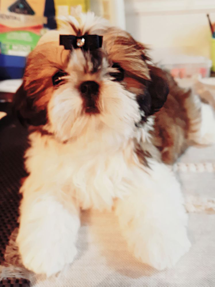 Feng Shui's Enchanting Lotus | Shih Tzu 