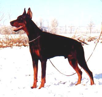 Kim v. Nassau-Oranien | Black Doberman Pinscher