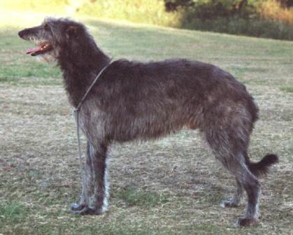 Kilbourne Shamus | Scottish Deerhound 