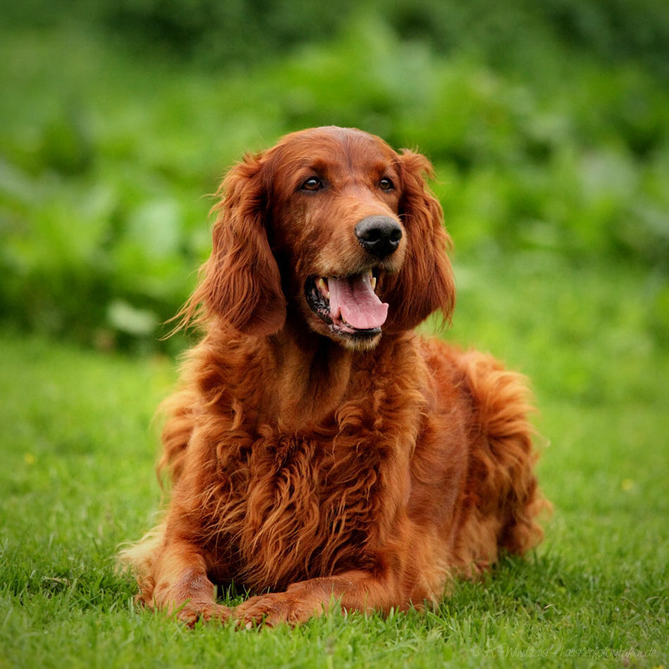Irish Setter