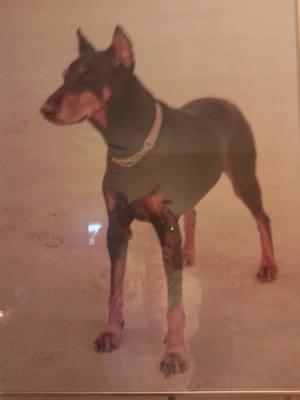 Djanco (NHSB 1429322) | Black Doberman Pinscher