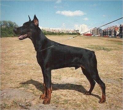 Graaf Zilward v. Neerlands Stam (NHSB 1677593) | Black Doberman Pinscher