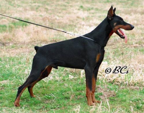 Royal Rambo v. Franckenhorst | Black Doberman Pinscher