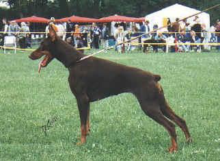 Ardens Cuma | Brown Doberman Pinscher