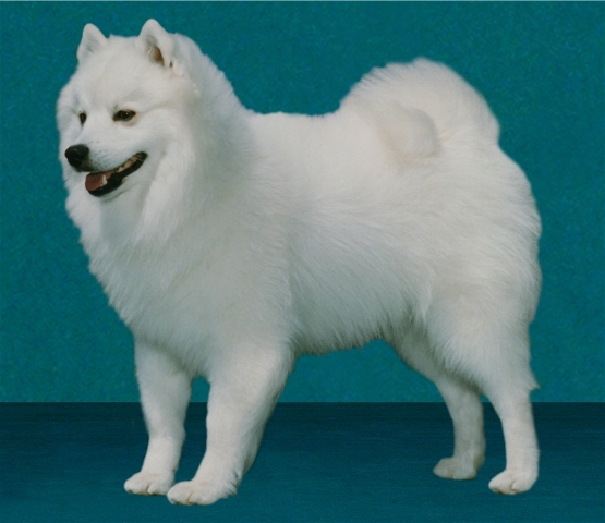 Pinebrook Walker's Sno Teddy | American Eskimo Dog 