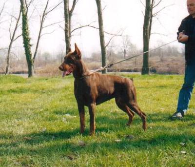 Ardens Gerlind | Brown Doberman Pinscher