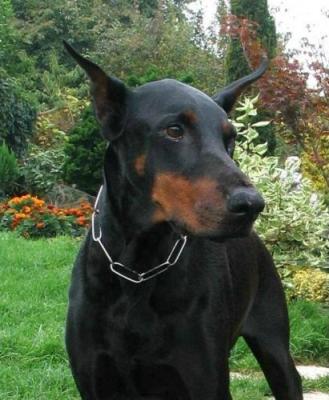 Pira'na (RKF 1014581) | Black Doberman Pinscher