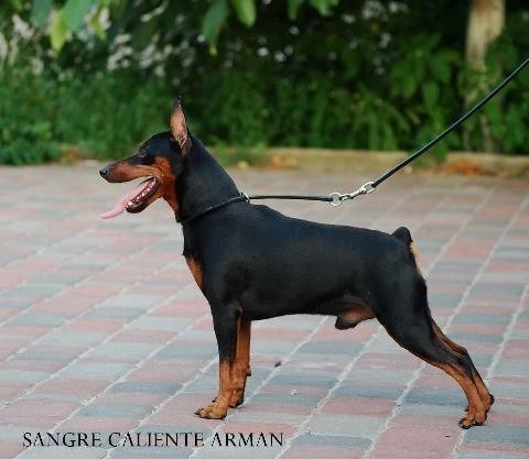 Sangre Caliente Arman | Miniature Pinscher 