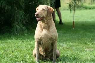 Longmeadow Meets Teamcheslab | Chesapeake Bay Retriever 