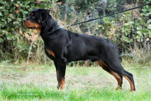 Lucas for korland rein tai fokstrotas | Rottweiler 