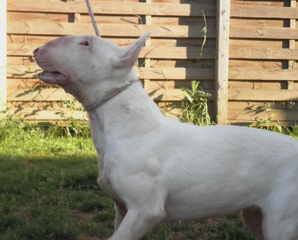 Kilacabar Kandy Kisses | Bull Terrier 