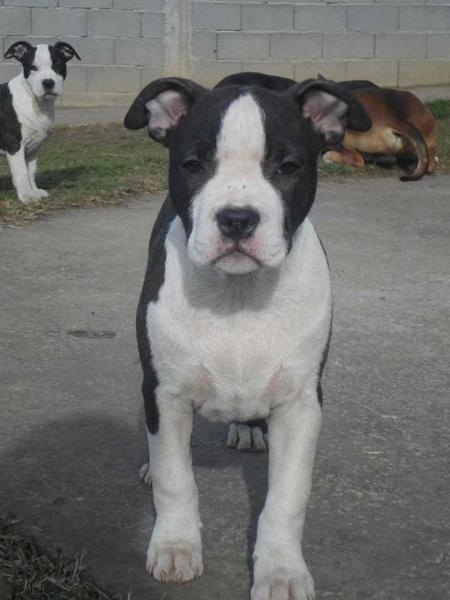 Sky Forger's Crystal Mountain | American Staffordshire Terrier 