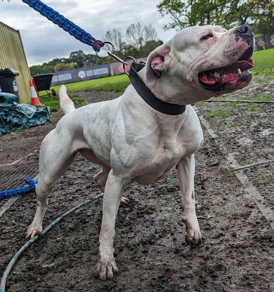 OTAC's Frozen Rain | American Bulldog 