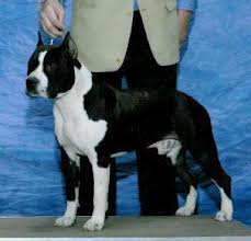 Lbk's Night Ryder | American Staffordshire Terrier 