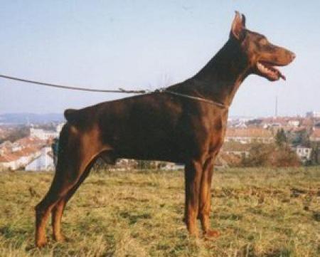 Tahi-Reme Nubira | Brown Doberman Pinscher