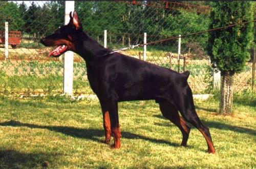 Tahi-Reme Norton | Black Doberman Pinscher